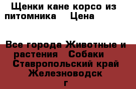 Щенки кане корсо из  питомника! › Цена ­ 65 000 - Все города Животные и растения » Собаки   . Ставропольский край,Железноводск г.